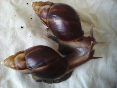 Hledam Africke šneky ( Lissachatina fulica )