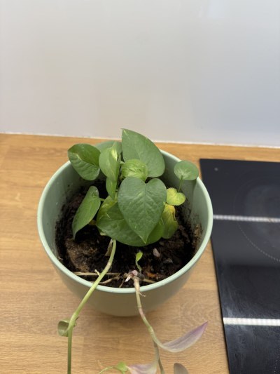 Daruji květináč s potosem