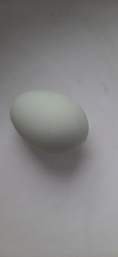 vyfouknutá vajíčka světle zelená