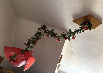 stropní světlo červené CocaCola