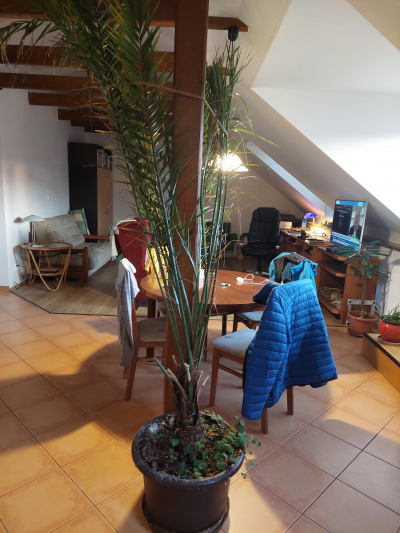 Datlovník, 3 metry, stáří 40 let