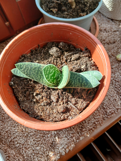 aloe v červ květináči