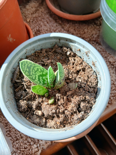 aloe ve sv.květináči