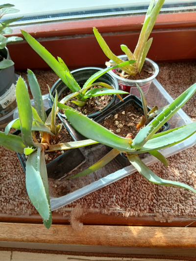 jiný druh aloí, na vybrání