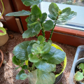 kalanchoe