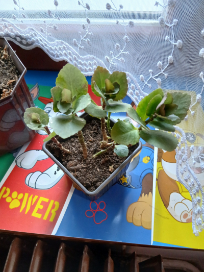 malé kalanchoe Linda