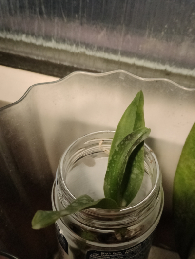 Orchidej malá bílá