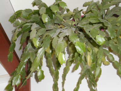 Vánoční kaktus velký