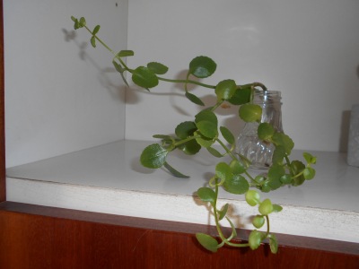 3 odnože kalanchoe s kořínky k zasazení