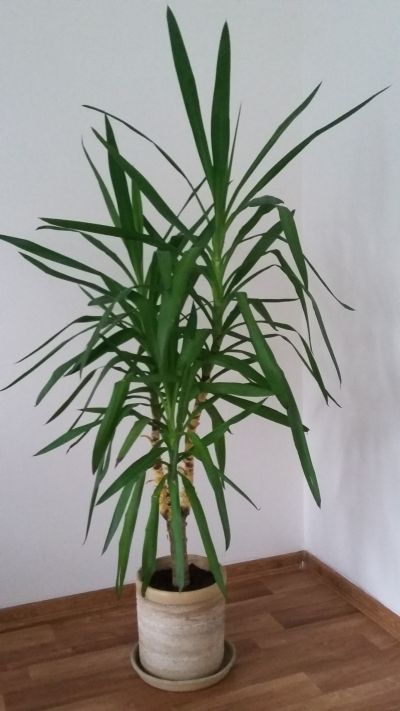 Daruji palmu (1,5 metru) - Č. Budějovice