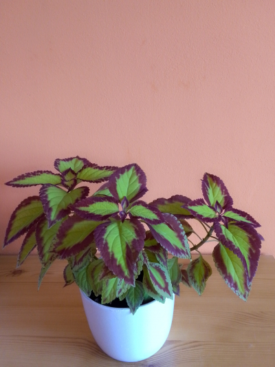 AFRICKÁ KOPŘIVA II.