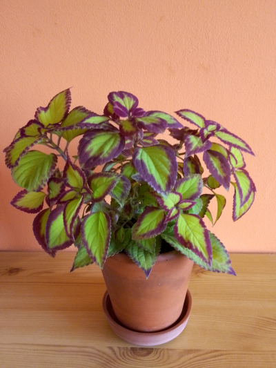 AFRICKÁ KOPŘIVA I.