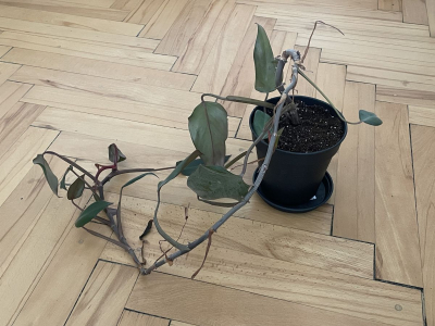 Pokojové rostliny - Filodendron