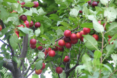 Sazenice špendlíku / mirabelky