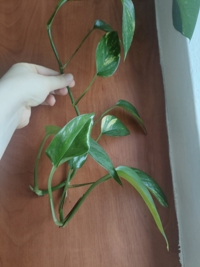 Šplhavice řízek květiny