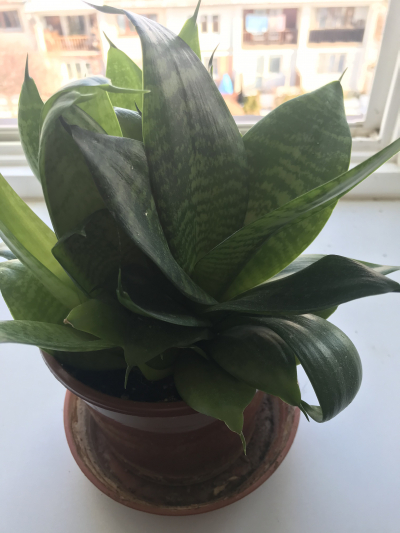 Výhonky Jazyku tchýně