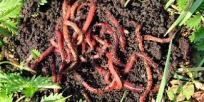 Žížaly do kompostéru