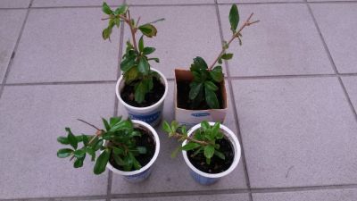 Rostlinky Carmona Mycrophilla (Čaj Fuki); čaj/bonsaj