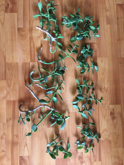 Pokojove kvetiny - Tlustice