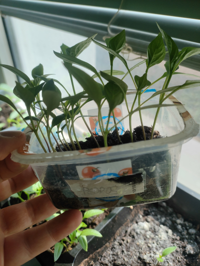 Papriky sazenice různé druhy