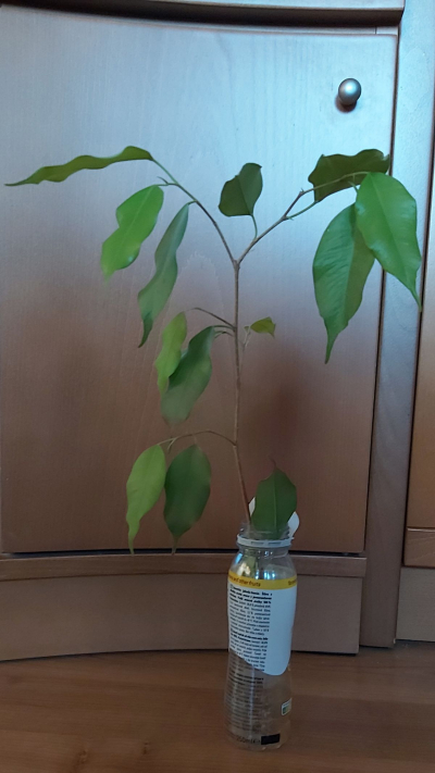 Fíkus malolistý (benjamin)