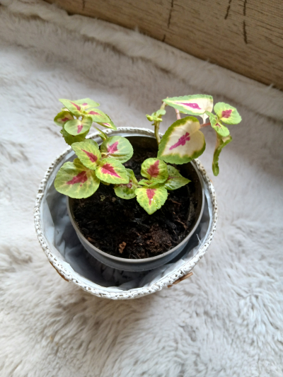 menší kopřiva zakořeněná