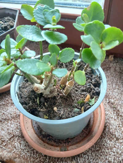 kalanchoe, zakořeněné, barvu neznám