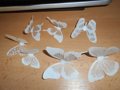 Motýlci bílá barva