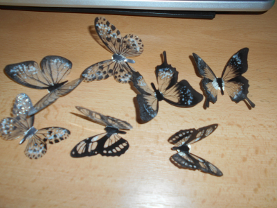 Motýlci černá barva