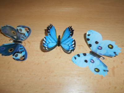 Motýlci modrá barva