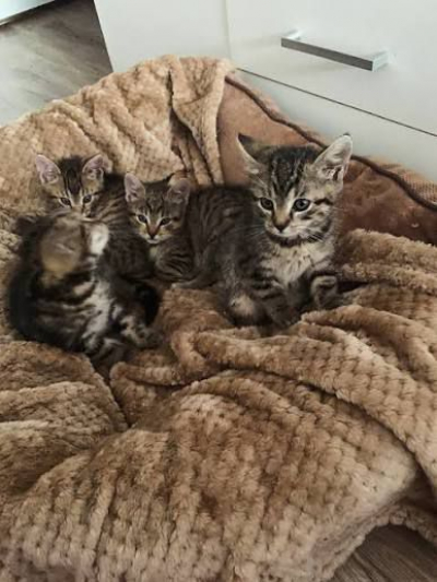 🐾 Roztomilá koťátka hledají nový domov 🐾