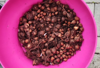 Cibulky ozdobného šťavelu.