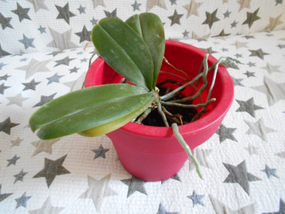 Orchidej bez červeného krytu