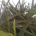 aloe vera barbadensis
