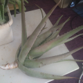 aloe vera barbadensis