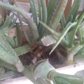 aloe vera barbadensis