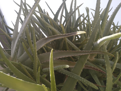 aloe vera barbadensis