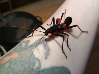 Strašilka ďábelská