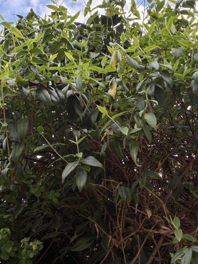 Hledám za odvoz na odkopnutí Zimolez Henryův - Praha a okolí