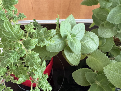 Odřezky migrénovník a rýmovník