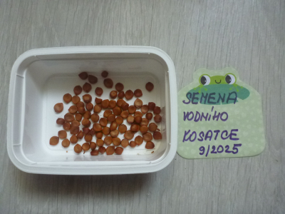 Semena vodního kosatce