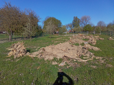 Daruji pařezy za odvoz