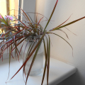 Dracena 1 kus s kořínky - rezervace