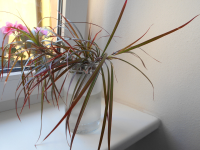 Dracena 1 kus s kořínky - rezervace