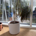 Dracena velka