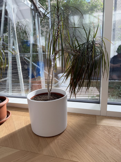 Dracena velka
