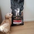 Psí granule Purina Pro Plan Medium Puppy