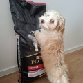 Psí granule Purina Pro Plan Medium Puppy