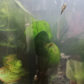Ancistrus