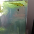 Ancistrus